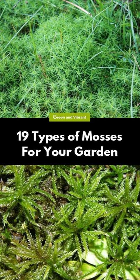 Different Types Of Moss, Moss Types, Hawaii Garden, Learning Garden, Moss Gardens, Types Of Moss, Growing Moss, Evergreen Garden, Moss Plant