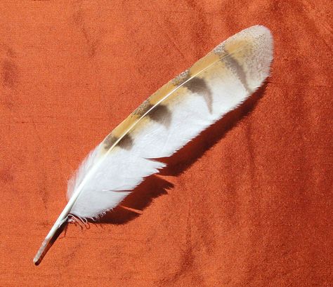 Wood Feathers, Feather Identification, Owl Feathers, Wood Feather, Feather Drawing, Barn Owls, Owl Feather, Curiosity Cabinet, Small Owl