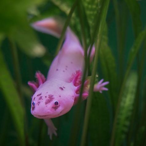 Looks like this was the inspiration for the character, Toothless, on "How to train your dragon" Axolotl Different Colors, Axolotl Photography, Axolotl Colors, Mexican Axolotl, Newt Salamander, Tiger Salamander, Pink Axolotl, Axolotl Cute, Salamanders