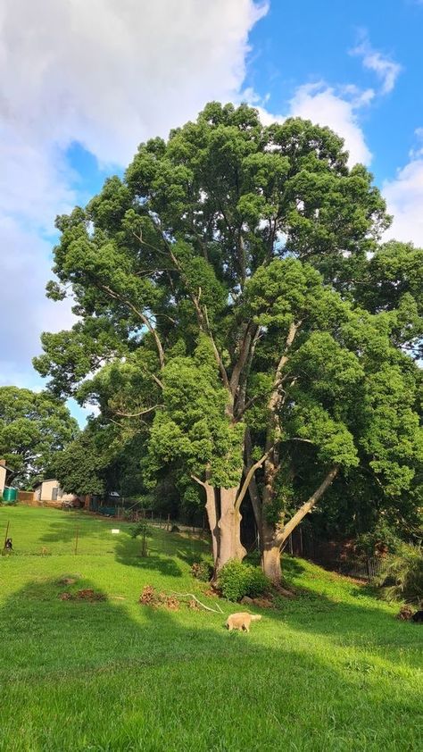 Gardening Aesthetic, Animal Crossing Wild World, Adventure Aesthetic, Wallpaper Nature Flowers, Tree Photography, Big Tree, Garden Tips, Photo Tree, Beautiful Scenery Nature