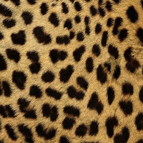 Cheetah Print Pattern Cheetah Background Wallpapers, Cheetah Print Background Aesthetic, Leaping Cheetah Wallpaper, Cheetah Texture, Cheetah Print Background Black, Cheetah Pictures, Cheetah Skin, Female Orc, Cheetah Wallpaper