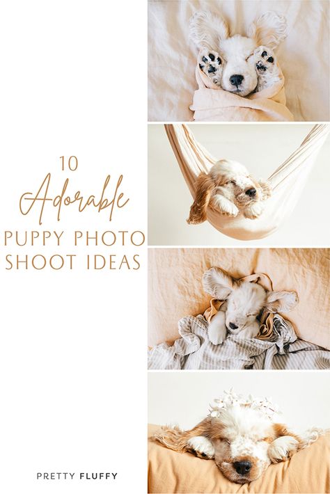 6 Month Puppy Photoshoot, Dog Breeder Photoshoot, 3 Week Old Puppy Photoshoot, Puppy Shoot Ideas, Newborn Puppy Picture Ideas, New Puppy Pictures, Puppy Photography Photo Shoots, Newborn Puppies Photography, Doggie Photoshoot Ideas