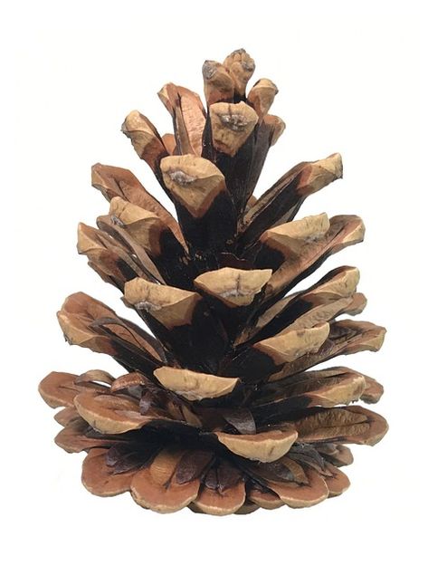 Download this free photo of Pine Cone Fir Conifer from Pixabay's vast library of royalty-free stock images, videos and music. Conifer Cone, Pine Cone Tree, Art Homework, Canadian Hemlock, Christmas Foliage, Fir Cones, Shop Shelving, Artsy Ideas, Cone Trees