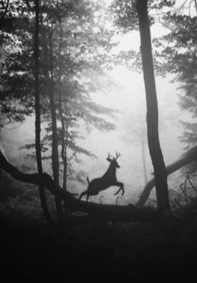 SHADOWS AND SILHOUETTES Deer Running, A Deer, White Photo, A Black, Deer, Running, Black And White, White, Black