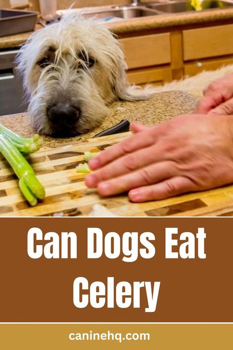 can dogs eat pistachios Diy Dog Food, Can Dogs Eat, Dog Eating, Diy Dog Stuff, Vitamins And Minerals, Pistachio, Food Hacks, For Dogs, Health Benefits