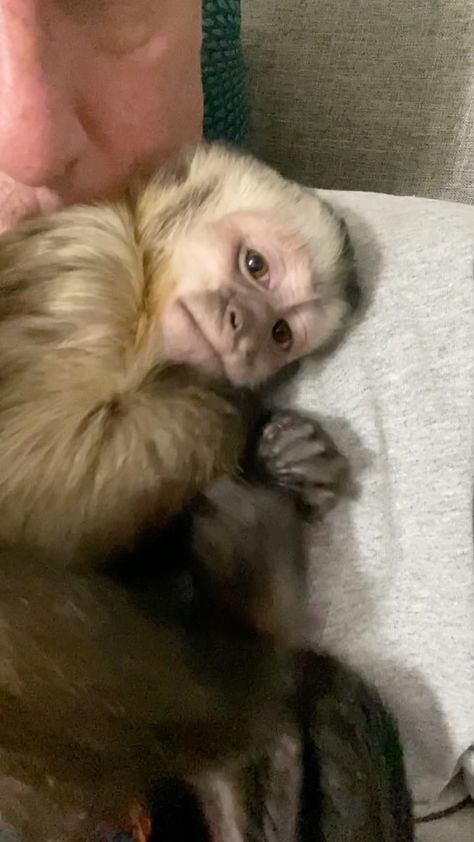 Monkeys In Clothes, Monkey Aesthetic, Pet Monkey Aesthetic, Monkey Pet, Mono Meme, Capuchin Monkeys, Cute Monkeys, Monkey Cute, Funny Monkey Pictures