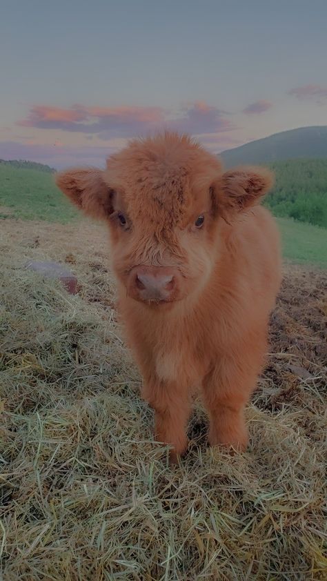 Cute Cows Aesthetic, Fluffy Cows Aesthetic Wallpaper, Aesthetic Cow Pictures, Mini Cow Aesthetic, Brown Cows Aesthetic, Cute Baby Cow, Baby Farm Animals, Fluffy Cows, Animal Print Wallpaper