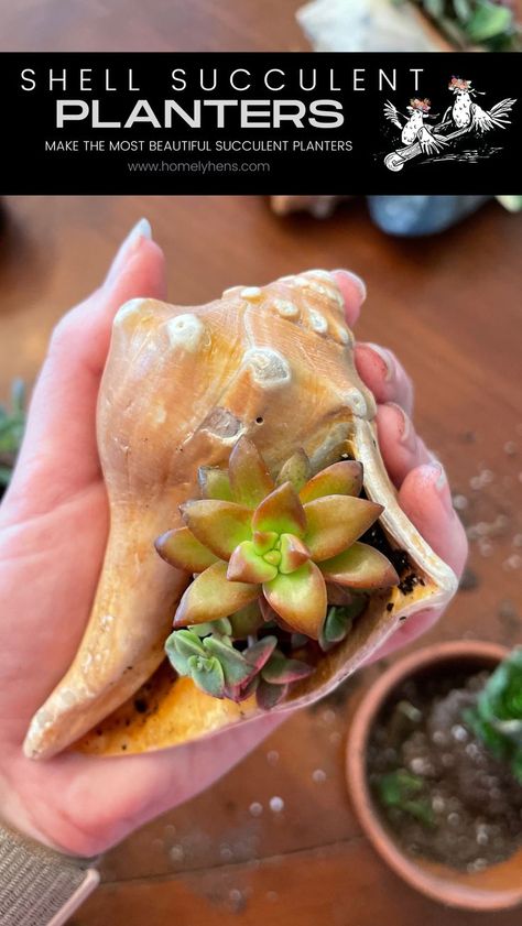 Seashell Succulent Planter, Conch Shell Planter, Sea Shell Planters, Conch Shell Crafts Diy Ideas, Biology Party, Conch Shell Crafts, Conch Shell Decor, Shell Garden, Creative Planters