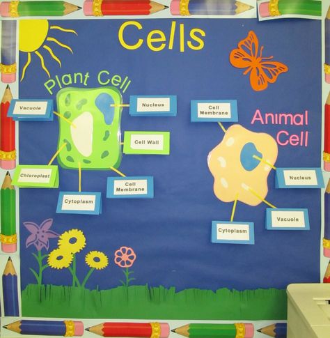 cells bulletin board from my unit plan :) Classroom Decoration Ideas, Science Display, Science Bulletin Boards, Science Cells, Soft Board, Middle School Science Classroom, Cells Project, Science Room, Science Classroom Decorations