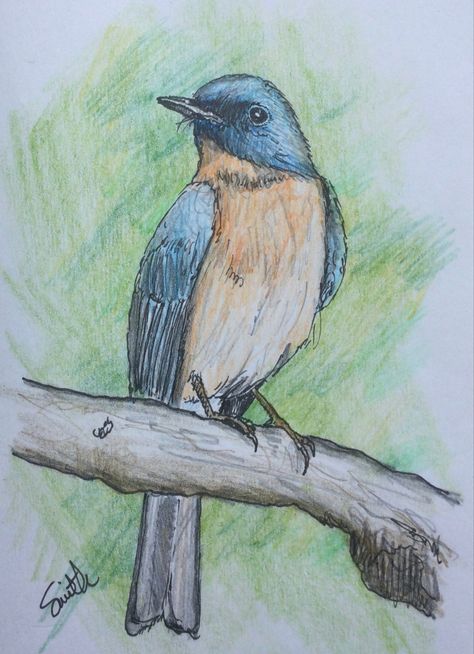 I missed the June #BirdWhisperer prompt for the Tickell’s Blue Flycatcher, so here is me catching up before the July prompt. Better late than never. This is an insectivorous bird that breeds in tropical Asia, from the Indian Subcontinent east to Bangladesh and western Myanmar. Blue Bird Drawing, Birds Drawing, Indian Subcontinent, Bird Sketch, Watercolor Birds, Kalamkari Painting, Bird Drawing, Art Student, Better Late Than Never