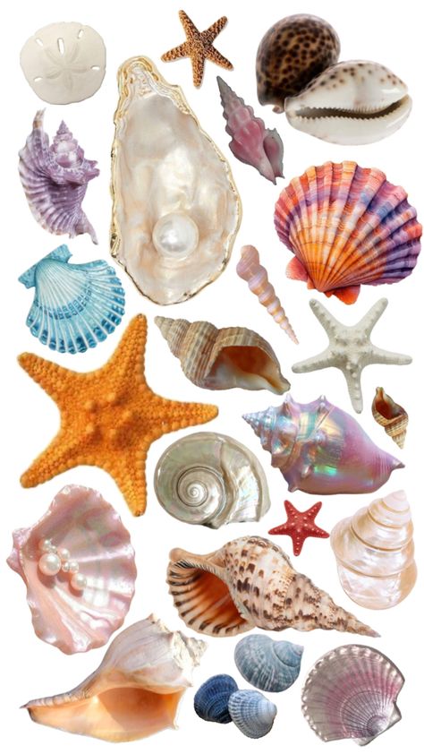 Beach seashells wallpaper collage aesthetic Wallpaper Collage Aesthetic, Seashells Wallpaper, Beach Seashells, Body Type Drawing, Twitter Header Pictures, Pen Pal Letters, Wallpaper Collage, Header Pictures, Edible Images