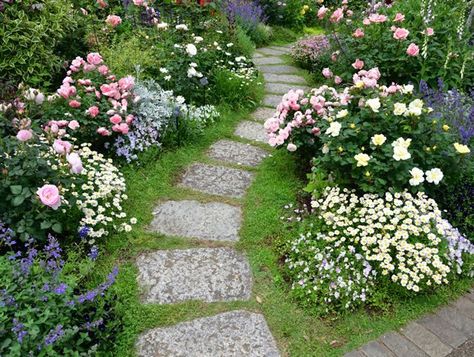 Rose Garden Ideas, Rose Diseases, Rose Garden Landscape, Drift Roses, Rosen Beet, Landscaping With Roses, Knockout Roses, Rose Garden Design, Garden Fire Pit