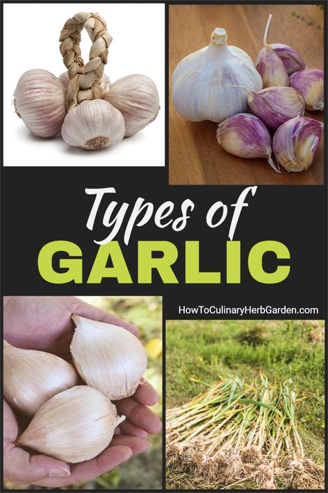 Different types of garlic thrive in different conditions and have different qualities. This article will help you pick a garlic variety that’s right for your climate and your cooking needs. | | #herbgarden #culinaryherbs #growingherbs #foodgardens Different Types Of Garlic, Garlic Varieties, Types Of Garlic, Hardneck Garlic, Planting Garlic, Garlic Scapes, Harvesting Herbs, Urban Farmer, Garlic Bulb