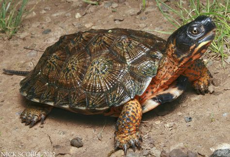 Wood Turtle by Nick Scobel, via Flickr Freshwater Turtles, Eastern Box Turtle, Kawaii Turtle, Fish Pond Gardens, Wood Turtle, Big Turtle, Tortoise Care, North American Animals, Turtle Pond