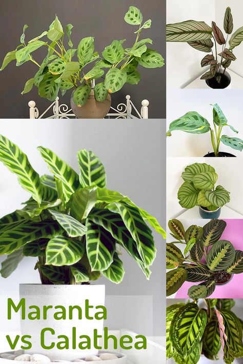 Maranta vs. Calathea - What is the Difference? - My Little Jungle Calathea Plant, Prayer Plant, Plant Labels, Fallen In Love, Propagating Plants, Dream Garden, Hanging Baskets, Flower Beds, Container Gardening