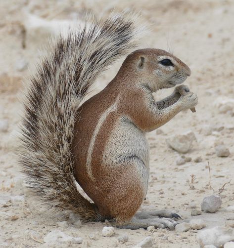 Cape Ground Squirrel (Xerus inauris) eating a seed ... | Flickr African Clawed Frog, South African Animals, Ground Squirrel, Northern Cape, Small Insects, List Of Animals, Nocturnal Animals, African Animals, Sea Birds