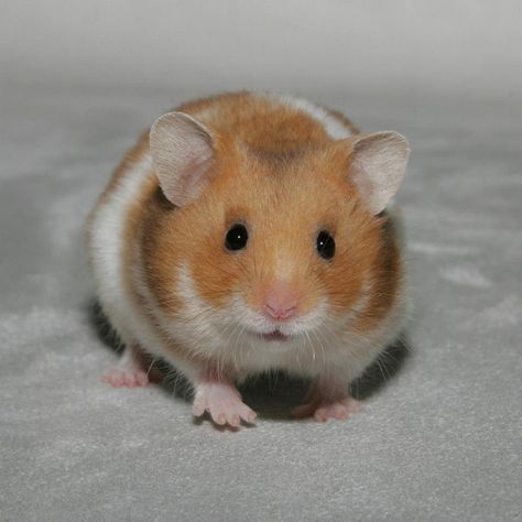 Syrian Hamster Teddy Bear Hamster, Bear Hamster, Hamster Pics, Hamsters As Pets, Hamster Care, Baby Hamster, Hamster Treats, Funny Hamsters, Syrian Hamster