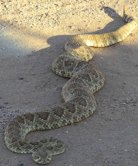 Mohave Rattlesnake (Crotalus scutulatus) 4 feet long, 7lbs. Desert Reptiles, Rattlesnake Rattle, Mojave Rattlesnake, Piercing Snake, Heebie Jeebies, Snake Pet, Snake Nail, Poisonous Spiders, Snake Bite Piercing