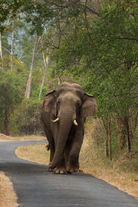 Elephant Background, African Forest Elephant, Elephant Photography, Elephant Images, Jim Corbett, Elephants Photos, Elephant Sanctuary, Nainital, Asian Elephant