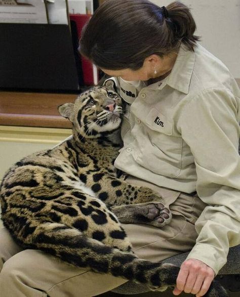 . Cheetahs, Wildlife Biologist, Koci Humor, Leopard Cub, Gato Grande, Clouded Leopard, Animale Rare, Sweet Animals, 귀여운 동물