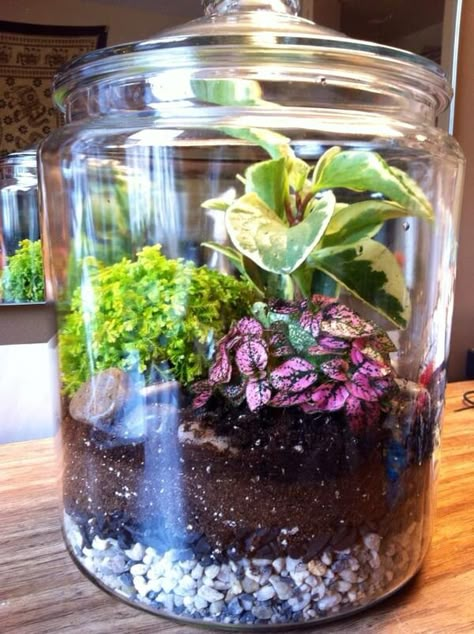 collection of terrariums - view them all here Diy Indoor Garden Ideas, Glass Jar Diy, Best Terrarium Plants, Diy Indoor Garden, Jar Garden, Closed Terrarium Plants, Indoor Plant Care Guide, Wooden Flower Boxes, Orchid Terrarium