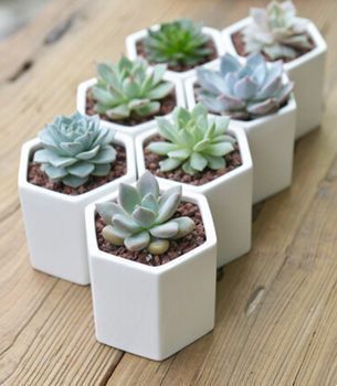 Hexagon Planter, Kaktus Dan Sukulen, Ceramic Succulent Pots, Cactus Plant Pots, Succulent Garden Indoor, Interesting Shapes, Mini Terrarium, Succulent Centerpieces, Succulent Soil