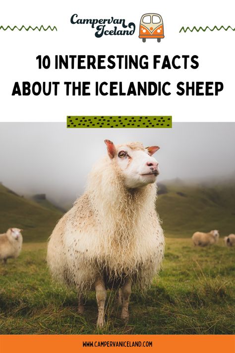 It’s safe to say there are more sheep than people residing in the Land of Fire and Ice. So, what exactly is so interesting and special about Icelandic sheep? We dive in to some of the history and interesting facts about this breed. Facts About Sheep, Textile Animals, Raising Sheep, Homestead Animals, Land Of Fire And Ice, Icelandic Sheep, Black Sheep Of The Family, Land Clearing, Baa Baa Black Sheep