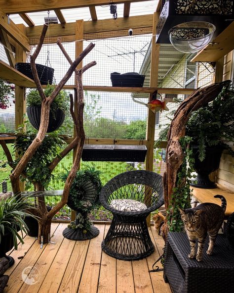 Would you like to give your cat more enrichment opportunities? Do you think your cat needs some fresh air while still being safe? Maybe you are ready to build a catio! Follow Catio Living for ideas and inspiration to help you create a pleasing outdoor environment just for your kitty. Catio Enrichment Ideas, Luxury Catio Cats, Outdoor Cat Aesthetic, Catio Attached To House, Big Catio, Outdoor Cat Area, Catio Ideas Cat Diy, Cat Outside Enclosure, Catio For Cats