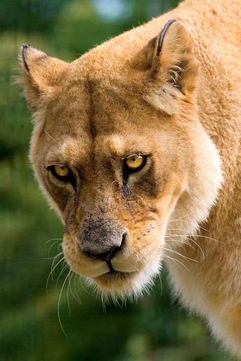 Gracious Old Lady | Flickr - Photo Sharing! Angry Lioness, Lion Pics, Carnival Of The Animals, Panthera Leo, Power Animal, Great Cat, Wild Creatures, Old Lady, Wild Dogs