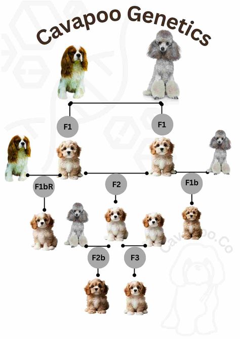 How F1, F1b and F2 Cavapoo Generations Differ • Cavapoo & Co White Cavapoo, Cute Cavapoo Puppies, Merle Cavapoo, Cavapoo Puppy, Teddy Bear Cut Cavapoo, Cavapoo Haircut Styles, Maltipoo Vs Cavapoo, Black Cavapoo, Cavapoo Essentials