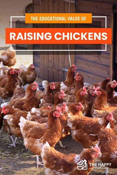 There are life lessons to be taken from animal husbandry. Here are ways raising chickens can teach you & your children skills for life! Chicken Behavior, Chickens For Beginners, Chicken Supplies, City Chicken, Raising Chicken, Growing Organic Vegetables, Raising Chicks, Egg Laying Chickens, Chicken Keeping