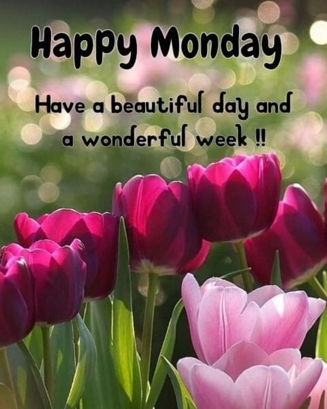 10 Powerful Monday Quotes And Sayings Monday Morning Greetings, Happy Monday Images, Monday Greetings, Good Morning Animals, Happy Monday Quotes, Happy Monday Morning, Monday Morning Quotes, Good Monday Morning, Good Morning Happy Monday