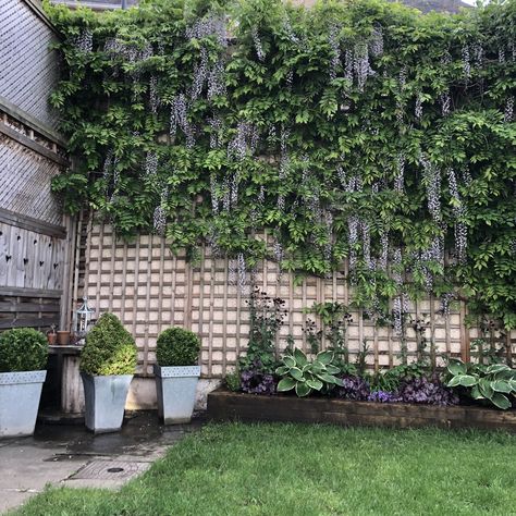 Wisteria grown on a North facing wall North Facing Garden Ideas, Wisteria Wall, Garden Ideas Large, American Wisteria, Edinburgh Flat, Inspiring Interiors, Courtyard Garden, House Garden, Grad Party