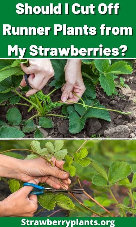 What To Do With Strawberry Runners, How To Plant Strawberry Runners, Strawberry Runners Planting, Protecting Strawberry Plants, Strawberry Plant Runners, How To Plant Strawberries, Strawberry Growing, Growing Berries, Growing Strawberries In Containers