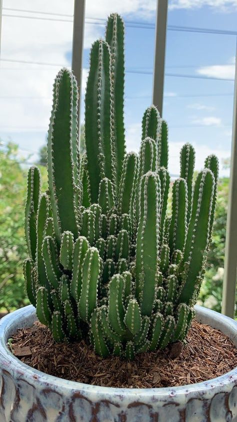 Fairy Castle Cactus looks like a castle from fairy tales! It deserves its name hah. Learn how you can care and propagate this gorgeous plant on this page. #cactus #fairytale #castle #plant Fairy Castles, Mini Cactus Garden, Indoor Cactus Plants, Fairy Castle Cactus, Kinds Of Cactus, Kaktus Dan Sukulen, Indoor Cactus, Fairy Castle, Cactus Types