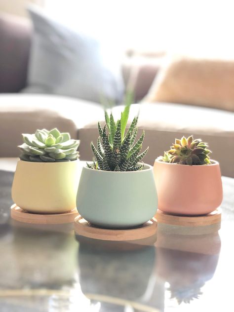 Tanaman Sukulen, Kaktus Dan Sukulen, Ceramic Succulent Pots, Tattoo Plant, Plant Pot Design, نباتات منزلية, Small Patio Garden, Ceramic Succulent, Plant Decor Indoor