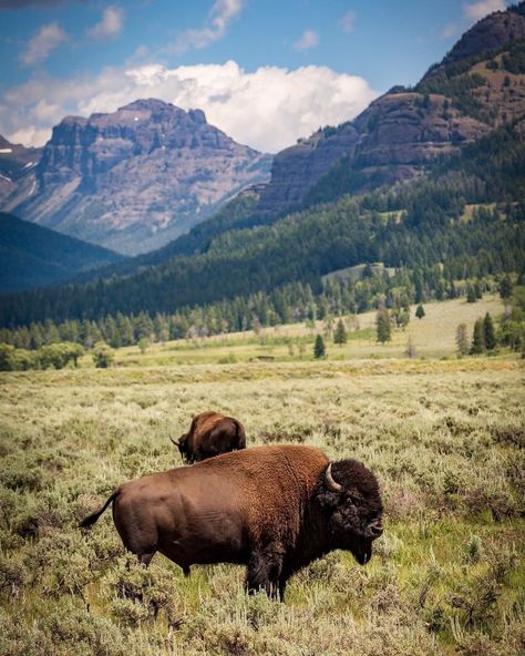 Cody Yellowstone on Instagram: “Check out these Lamar Valley locals. 📸: @travlonghorns . . . #codywyoming #yellowstone #codyyellowstone #travel #instatravel #travelgram…” Yellowstone National Park Animals, Lamar Valley Yellowstone, Yellowstone Wildlife, Bison Pictures, Yellowstone National Park Photography, Yellowstone Photography, Buffalo Painting, Tattoos Aesthetic, Lamar Valley