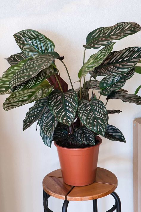 Calathea, admired for its vibrant, patterned leaves, can be a stunning addition to any indoor plant collection. To keep this plant looking its best, it’s important to provide the right care. In this article, we’ll explore the essentials of Calathea care, including tips on light, water, soil, and pest management. Learn how to create the ideal conditions for your Calathea to thrive and become a highlight of your home. Calathea Plant Care, Peacock Plant, Metal Garden Benches, Low Light Indoor Plants, Plants For Home, Zebra Plant, Calathea Plant, Diy Garden Fountains, Greenhouse Plants