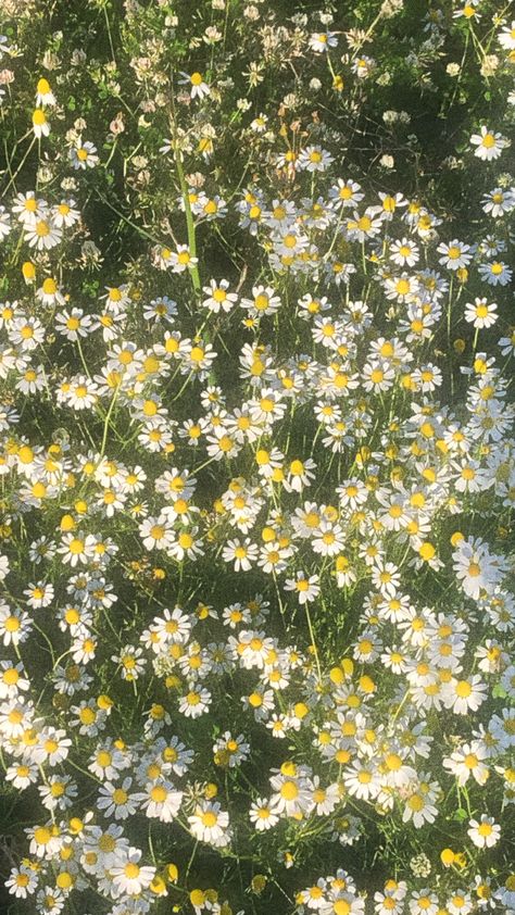 flowers daisy flowers soft spring aesthetic wallpaper Nature, Aesthetic Daisy Wallpaper, Sustainable Floristry, Cottagecore Background, Office Prank, Flower Symbolism, Green Cottagecore, Nature Field, Cottagecore Wallpaper