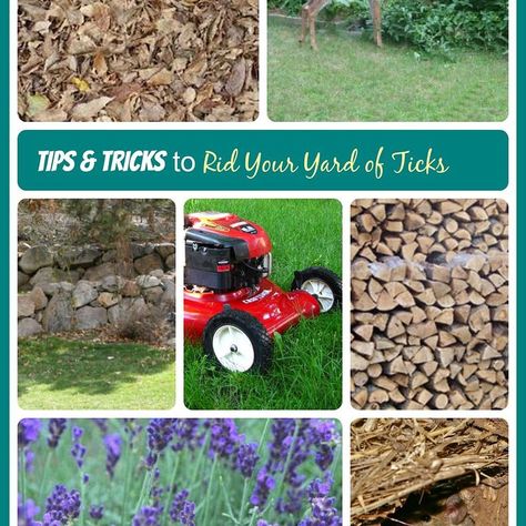 Tick Tips Get Rid Of Ticks, Tattoo Plant, Tick Repellent, Household Pests, Insect Control, Humming Bird Feeders, Garden Pests, Be Natural, Back To Nature