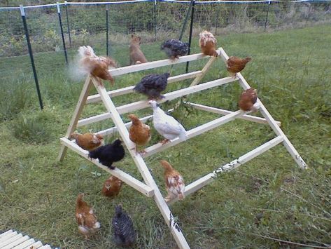 Click this image to show the full-size version. Chicken Coop Toys, Diy Chicken Toys, Types Of Chickens, Chicken Toys, Chicken Life, Crazy Chicken Lady, Keeping Chickens, Building A Chicken Coop, Chicken Coop Plans