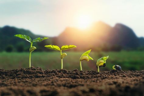 Agriculture Background, Agriculture Photos, Sunrise Background, Plant Seedlings, Banner Background Images, Banner Background, Beautiful Images Nature, Nature Garden, Cool Backgrounds