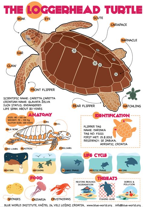 Sea Turtles | Blue World Institute Zoo Branding, Different Types Of Turtles, Sea Turtle Facts, Types Of Turtles, Turtle Facts, Loggerhead Turtle, Turtle Conservation, Beach Watch, Vet Medicine