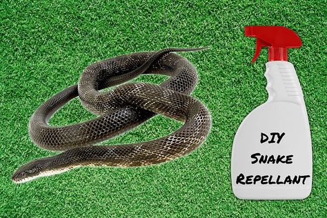 Repel Snakes In Yard, Natural Snake Repellent Homemade, How To Repel Snakes From Yard, Getting Rid Of Snakes In Yard, Best Snake Repellent, Snake Repellent Diy, Get Rid Of Snakes Around House, Keep Snakes Out Of Chicken Coop, How To Get Rid Of Snakes Around House