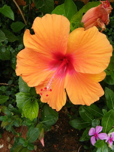 Orange hibiscus with pink center...nature's offering Orange Hibiscus Aesthetic, Hibiscus Flower Orange, Pink And Orange Hibiscus, Hibiscus Flower Wallpaper Aesthetic, Orange Tropical Flowers, Orange Hibiscus Flower, Hart Wallpaper, Printing Pictures, Orange Hibiscus