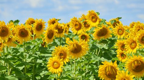 How to Start Sunflower Farming Sunflower Farming, Types Of Sunflowers, Starting A Farm, Crop Insurance, Sunflower Head, Integrated Pest Management, Planting Sunflowers, Farm Business, Crop Rotation