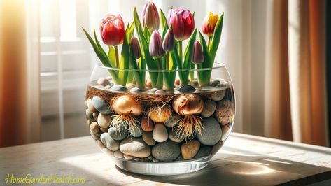 Growing Tulip Bulbs in Water - A Step-by-Step Guide Tulip Bulbs In Water, Bulbs In Water, Growing Bulbs Indoors, Forcing Bulbs, Growing Tulips, Growing Bulbs, Tulip Bulbs, Clear Container, Root Growth