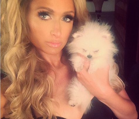 Paris Hilton amazing make up & hair Paris Hilton Dog, Paris Hilton 2000s, Miniature Pomeranian, Paris And Nicole, Nicky Hilton, Malibu Barbie, Blogger Girl, Pinterest Girls, Paris Hilton