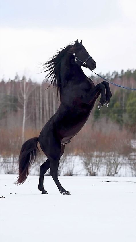 Andalusian Stallion, Armored Titan, Miniature Ponies, Horse Rearing, Stallion Horses, Morgan Horse, Mini Pony, Black Stallion, Andalusian Horse