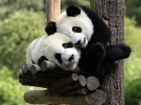 Panda Images, Animal Hugs, Heartwarming Pictures, Sofa Soft, What Cat, Image Nature, Cuddly Animals, Giant Panda, Baby Panda